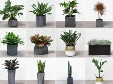 租摆绿植、绿植销售、花卉租摆销售