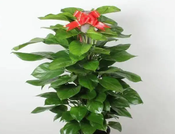 绿植盆栽，绿植销售，花卉租摆销售