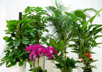 精品盆栽/花卉绿植盆栽批发销售，可送货上门。