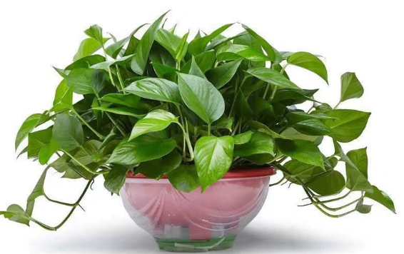 绿萝超大盆花卉绿植室内盆栽植物客厅吸甲酫净化绿植植物