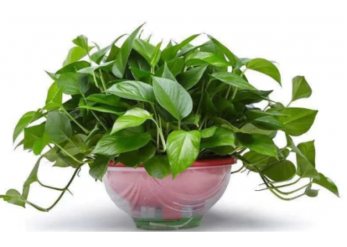 绿萝超大盆花卉绿植室内盆栽植物客厅吸甲酫净化绿植植物