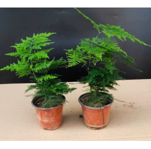 文竹买送包活好养防辐射发财树绿萝室内绿植花卉盆栽需要阳台小文