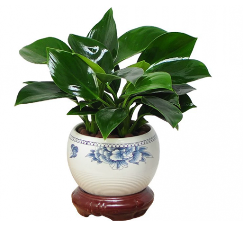 铂金钻盆栽绿萝箩花卉植物室内花水培绿植多肉好养发财树吸除甲醛